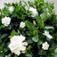 ESENTA DE MIR- GARDENIA  500 ml