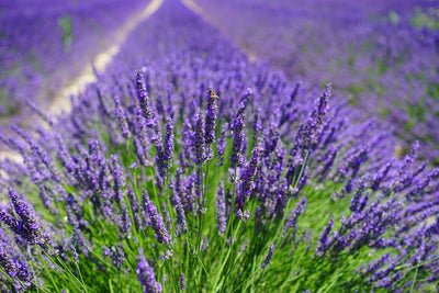 ESENTA DE MIR - LAVANDA 500 ml