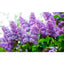 ESENTA DE MIR - LILIAC 1L