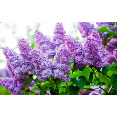ESENTA DE MIR - LILIAC 1L