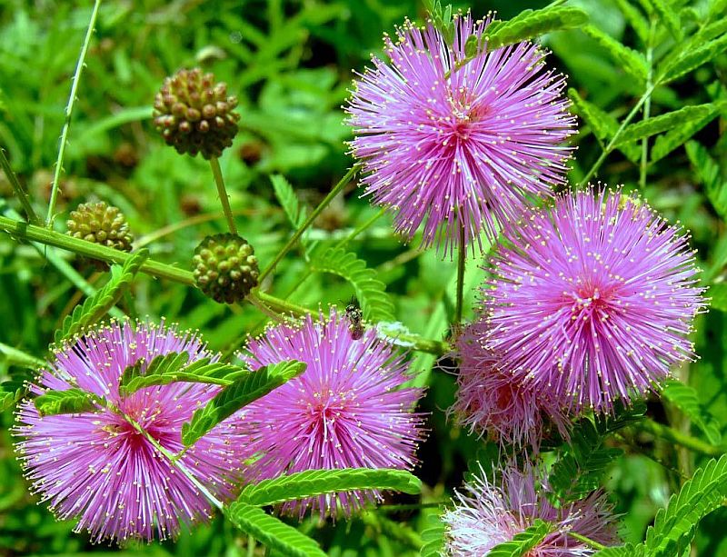ESENTA DE MIR - MIMOZA 500 ml